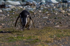 Die Pinguine auf der Isla Magdalena nahe Punta Arenas