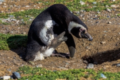 Die Pinguine auf der Isla Magdalena nahe Punta Arenas