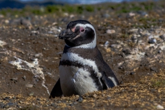 Die Pinguine auf der Isla Magdalena nahe Punta Arenas