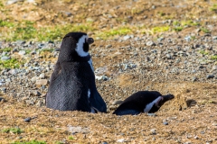 Die Pinguine auf der Isla Magdalena nahe Punta Arenas