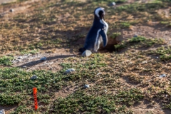 Die Pinguine auf der Isla Magdalena nahe Punta Arenas