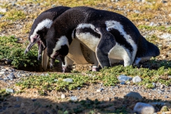Die Pinguine auf der Isla Magdalena nahe Punta Arenas