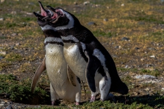 Die Pinguine auf der Isla Magdalena nahe Punta Arenas