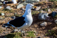 Vögel gab es auch genug zu beobachten