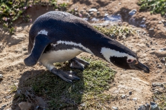Die Pinguine auf der Isla Magdalena nahe Punta Arenas