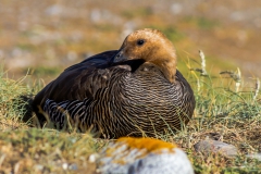 ... friedliche Vögel