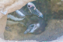 Die Jungtiere waren noch in den Höhlen.