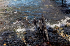 Die Pinguine auf der Isla Magdalena