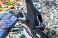 Die Pinguine auf der Isla Magdalena