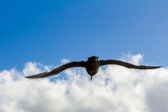 ... gab es wieder viele ...