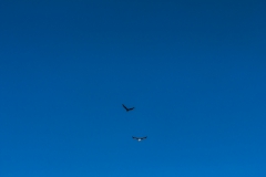 ... Vögel zu beobachten.