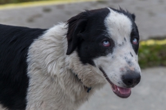 Ushuaia - auch wenns richtig kalt ist: Straßenhunde gibts auch hier
