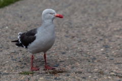 Ushuaia - Möwen gibts hier auch
