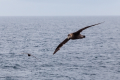 Riesensturmvögel begleiten uns