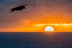 ... mit der dauerhaften Begleitung durch allerlei Vögel