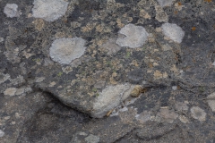 West Point Island - Flechte auf den kargen Steinboden