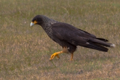 West Point Island - der Falklandkarakara