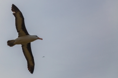 West Point Island - der erste scharfe Schwarzbrauenalbatross
