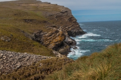 West Point Island - Devils Nose, davor eine Kolonie von Schwarzbrauenalbatrossen