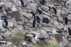 West Point Island - in der Kolonie