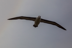 West Point Island - in der Kolonie