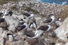 West Point Island - Felsenpinguine zwischen den Albatrossen