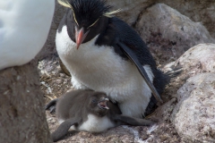 West Point Island - in der Kolonie