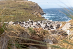 West Point Island - in der Kolonie