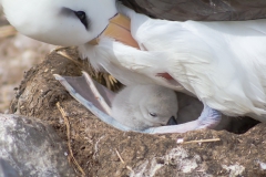 West Point Island - in der Kolonie