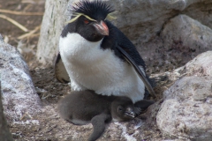 West Point Island - in der Kolonie