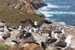 West Point Island - in der Kolonie