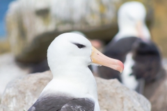 West Point Island - in der Kolonie
