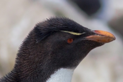 West Point Island - in der Kolonie