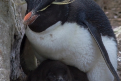 West Point Island - in der Kolonie