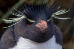 West Point Island - in der Kolonie