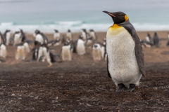 Saunders Island - der erste Königspinguin