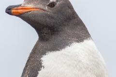 Saunders Island - Eselspinguin