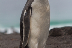Saunders Island - und noch ein Eselspinguin