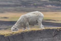 Saunders Island - das Schaf hat nicht so richtig hier her gepasst