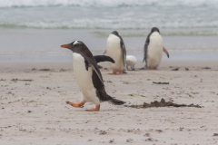 Saunders Island - noch mehr Eselpinguine