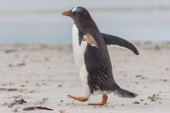 Saunders Island - noch mehr Eselpinguine