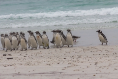 Saunders Island - noch mehr Pinguine