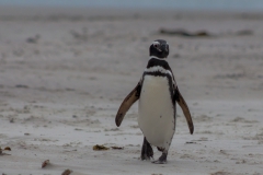 Saunders Island - noch mehr Pinguine