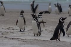 Saunders Island - noch mehr Pinguine