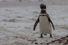 Saunders Island - noch mehr Pinguine