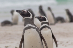 Saunders Island - noch mehr Pinguine