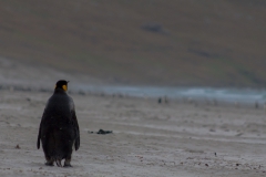 Saunders Island - noch mehr Pinguine