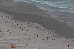 Saunders Island - warten auf näher kommende Pinguine