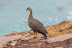 Saunders Island - Magellangänse