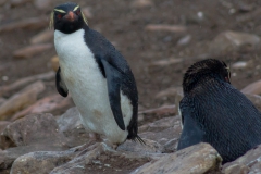 Saunders Island - in der Pinguinkolonie